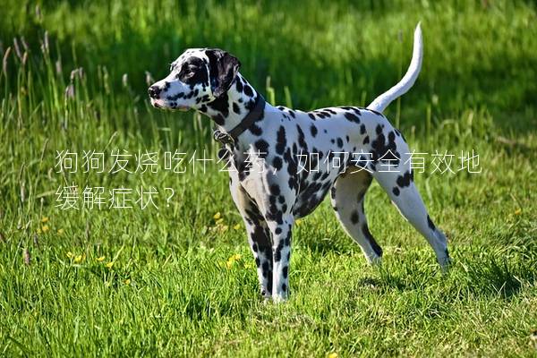 狗狗发烧吃什么药，如何安全有效地缓解症状？