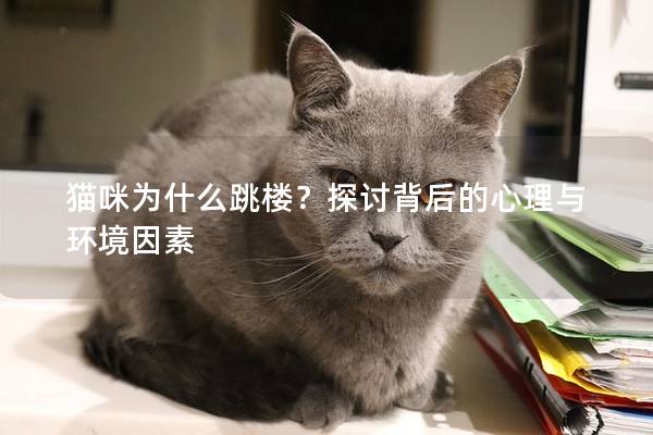 猫咪为什么跳楼？探讨背后的心理与环境因素