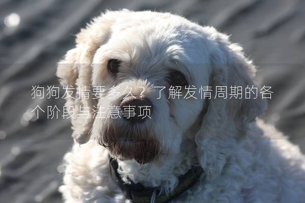 狗狗发情要多久？了解发情周期的各个阶段与注意事项
