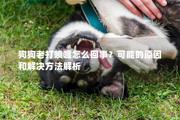 狗狗老打喷嚏怎么回事？可能的原因和解决方法解析