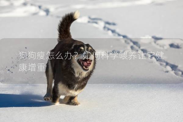 狗狗瘦怎么办？如何科学喂养让它健康增重