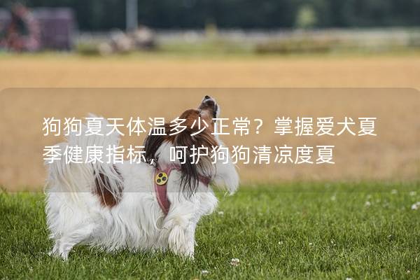 狗狗夏天体温多少正常？掌握爱犬夏季健康指标，呵护狗狗清凉度夏