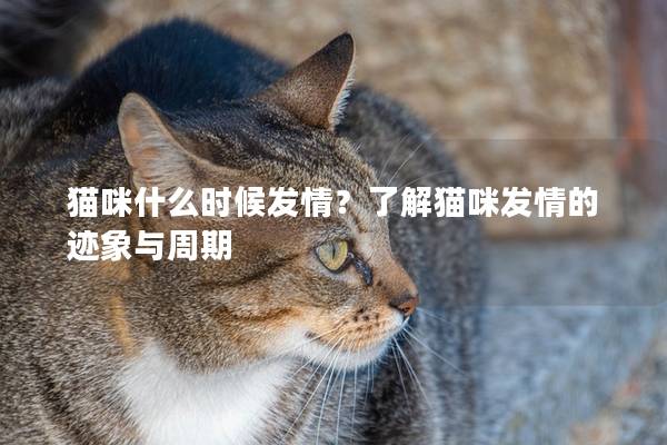 猫咪什么时候发情？了解猫咪发情的迹象与周期