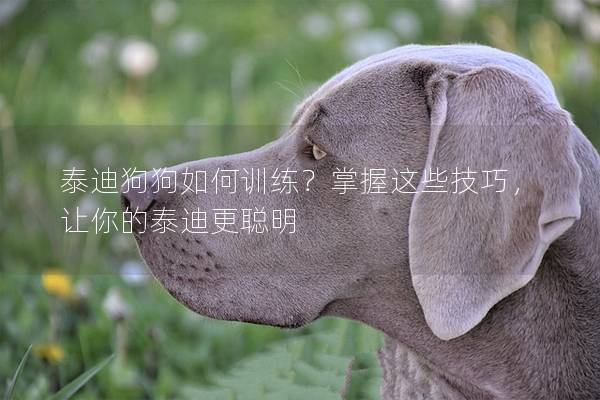 泰迪狗狗如何训练？掌握这些技巧，让你的泰迪更聪明