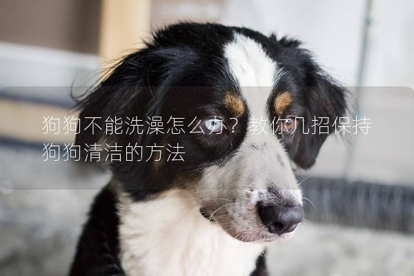 狗狗不能洗澡怎么办？教你几招保持狗狗清洁的方法