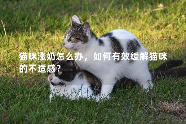 猫咪涨奶怎么办，如何有效缓解猫咪的不适感？