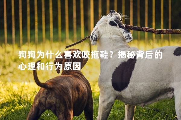 狗狗为什么喜欢咬拖鞋？揭秘背后的心理和行为原因