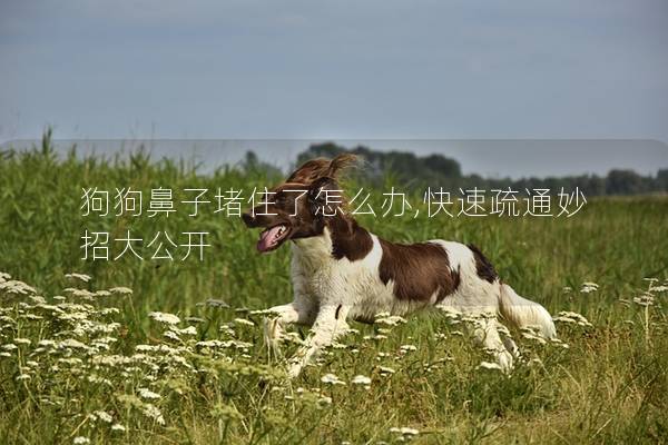 狗狗鼻子堵住了怎么办,快速疏通妙招大公开