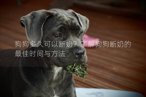 狗狗多久可以断奶？了解狗狗断奶的最佳时间与方法