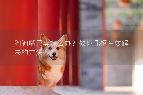 狗狗嘴巴臭怎么办？教你几招有效解决的方法