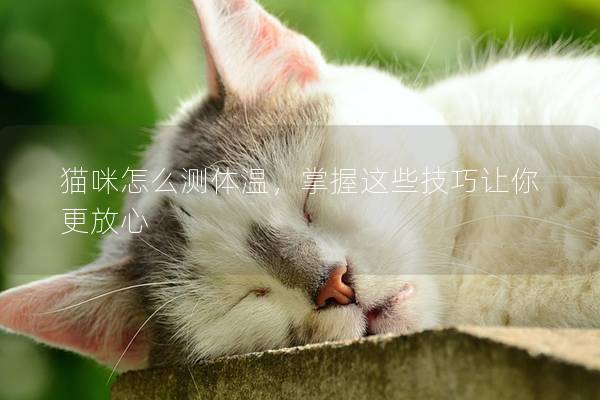 猫咪怎么测体温，掌握这些技巧让你更放心