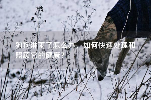 狗狗淋雨了怎么办，如何快速处理和照顾它的健康？