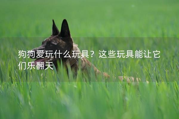 狗狗爱玩什么玩具？这些玩具能让它们乐翻天