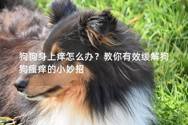 狗狗身上痒怎么办？教你有效缓解狗狗瘙痒的小妙招