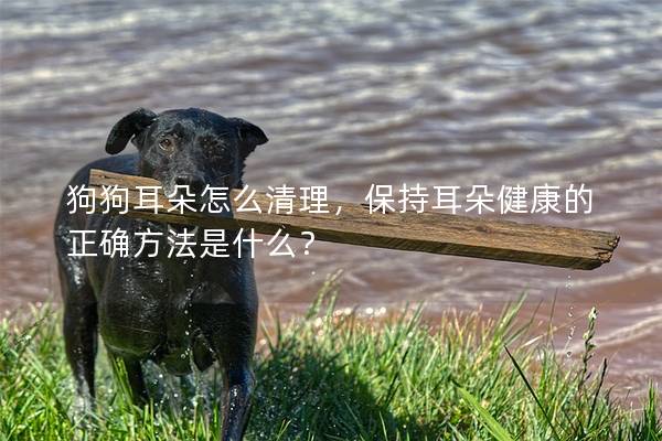 狗狗耳朵怎么清理，保持耳朵健康的正确方法是什么？