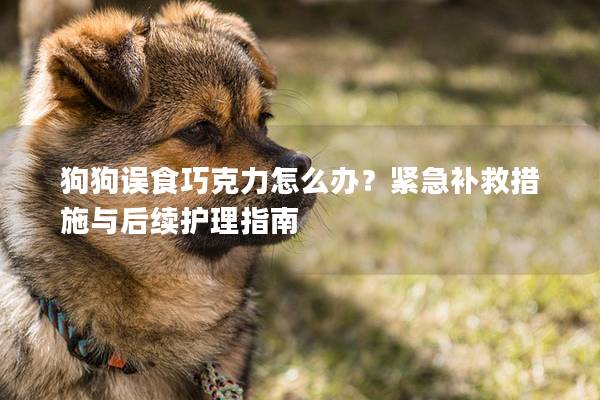 狗狗误食巧克力怎么办？紧急补救措施与后续护理指南