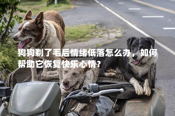 狗狗剃了毛后情绪低落怎么办，如何帮助它恢复快乐心情？