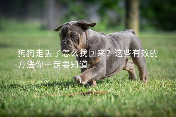 狗狗走丢了怎么找回来？这些有效的方法你一定要知道