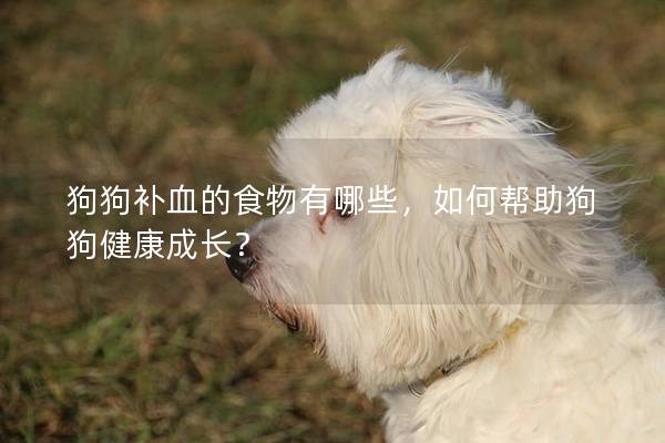 狗狗补血的食物有哪些，如何帮助狗狗健康成长？