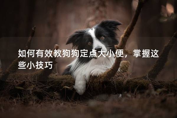 如何有效教狗狗定点大小便，掌握这些小技巧