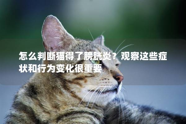 怎么判断猫得了膀胱炎？观察这些症状和行为变化很重要