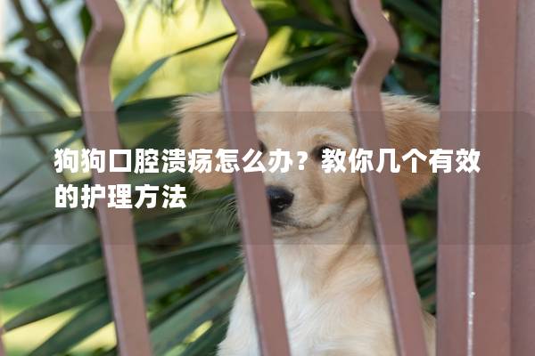 狗狗口腔溃疡怎么办？教你几个有效的护理方法