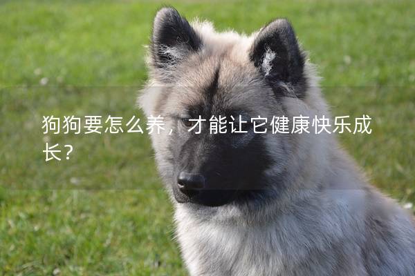 狗狗要怎么养，才能让它健康快乐成长？