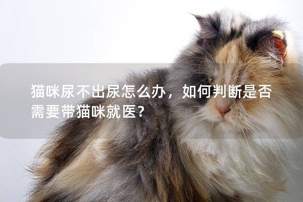 猫咪尿不出尿怎么办，如何判断是否需要带猫咪就医？