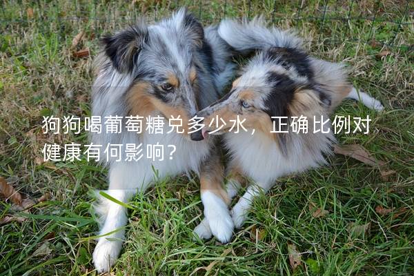 狗狗喝葡萄糖兑多少水，正确比例对健康有何影响？