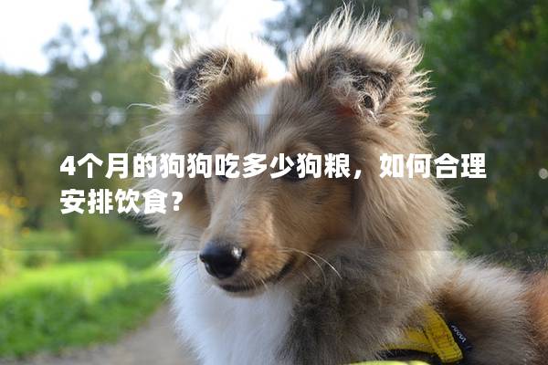 4个月的狗狗吃多少狗粮，如何合理安排饮食？