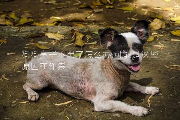 狗狗鼻子不黑了怎么办,可能是这些原因在作祟