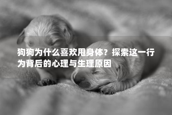 狗狗为什么喜欢甩身体？探索这一行为背后的心理与生理原因