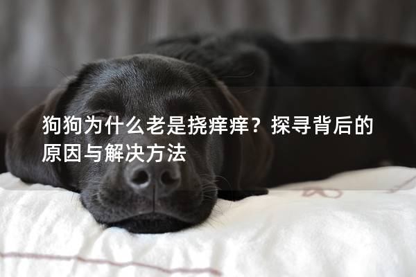 狗狗为什么老是挠痒痒？探寻背后的原因与解决方法