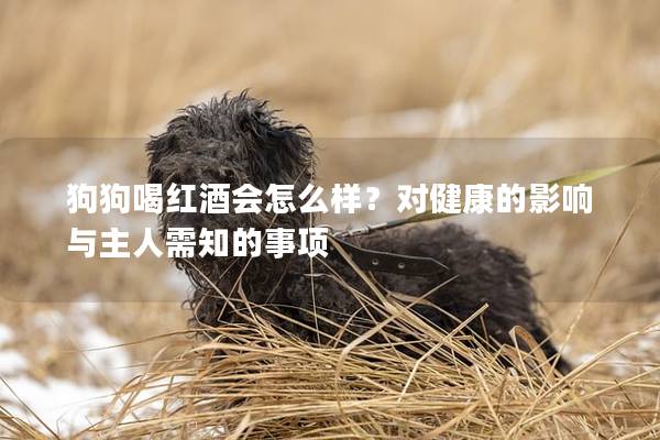 狗狗喝红酒会怎么样？对健康的影响与主人需知的事项