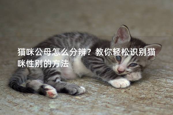猫咪公母怎么分辨？教你轻松识别猫咪性别的方法
