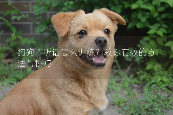 狗狗不听话怎么训练？教你有效的方法与技巧