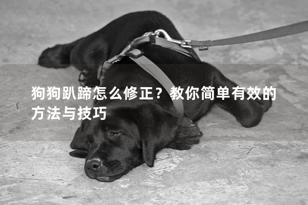 狗狗趴蹄怎么修正？教你简单有效的方法与技巧