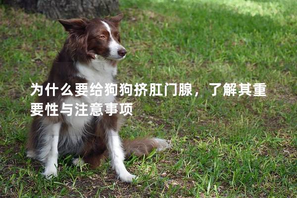 为什么要给狗狗挤肛门腺，了解其重要性与注意事项