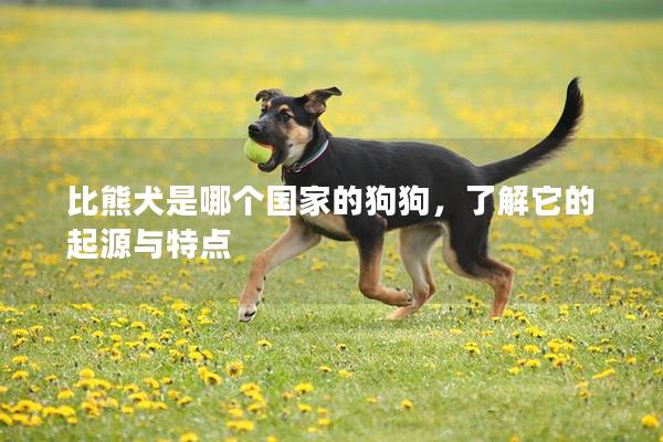 比熊犬是哪个国家的狗狗，了解它的起源与特点