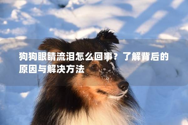狗狗眼睛流泪怎么回事？了解背后的原因与解决方法