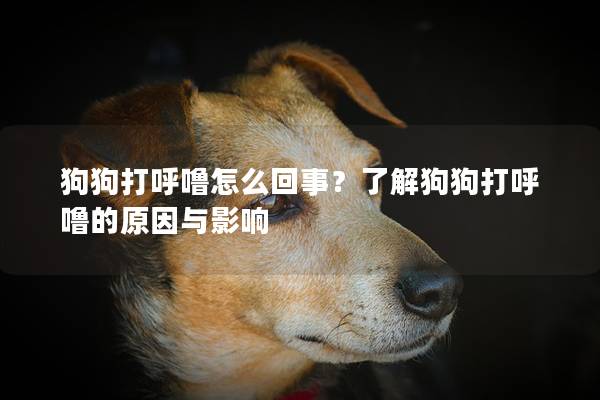 狗狗打呼噜怎么回事？了解狗狗打呼噜的原因与影响