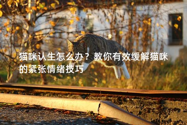 猫咪认生怎么办？教你有效缓解猫咪的紧张情绪技巧