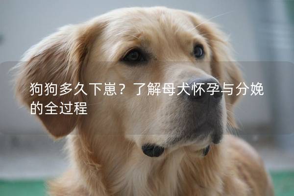 狗狗多久下崽？了解母犬怀孕与分娩的全过程