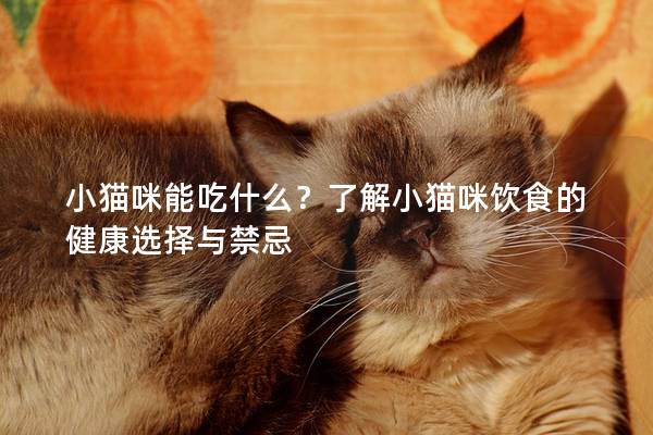 小猫咪能吃什么？了解小猫咪饮食的健康选择与禁忌