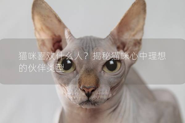 猫咪喜欢什么人？揭秘猫咪心中理想的伙伴类型
