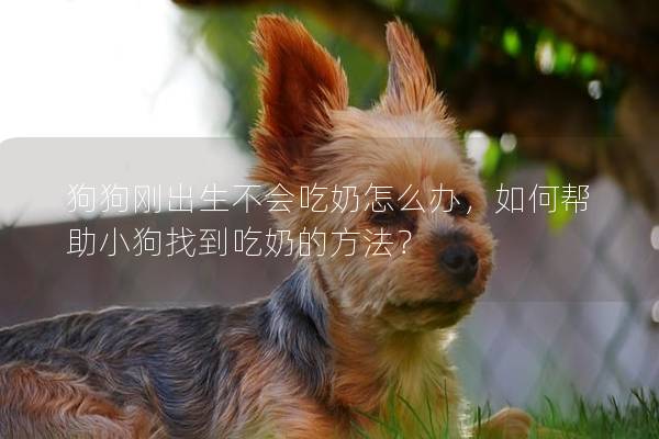狗狗刚出生不会吃奶怎么办，如何帮助小狗找到吃奶的方法？