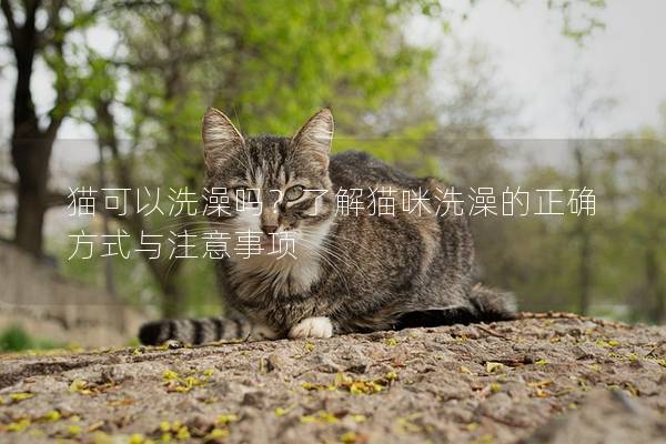 猫可以洗澡吗？了解猫咪洗澡的正确方式与注意事项