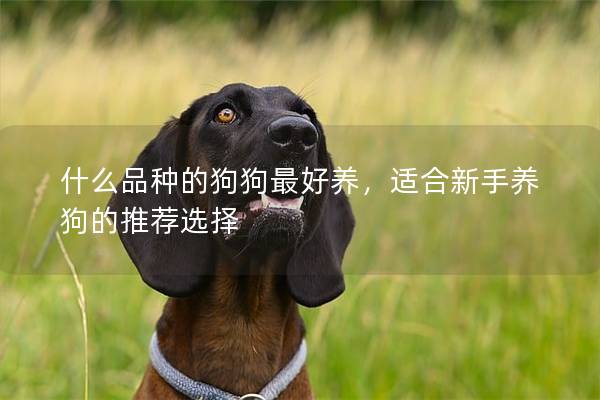 什么品种的狗狗最好养，适合新手养狗的推荐选择