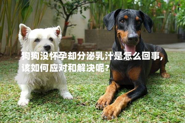 狗狗没怀孕却分泌乳汁是怎么回事,该如何应对和解决呢？