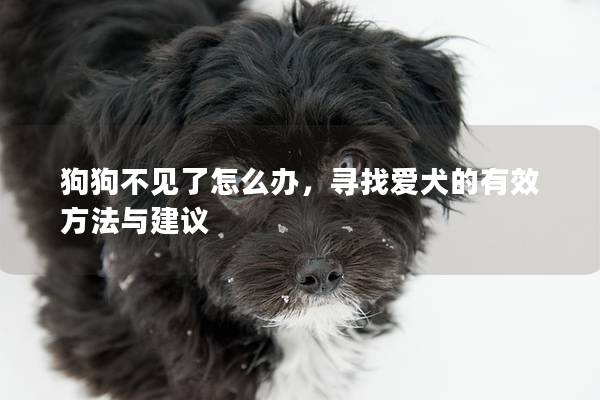 狗狗不见了怎么办，寻找爱犬的有效方法与建议